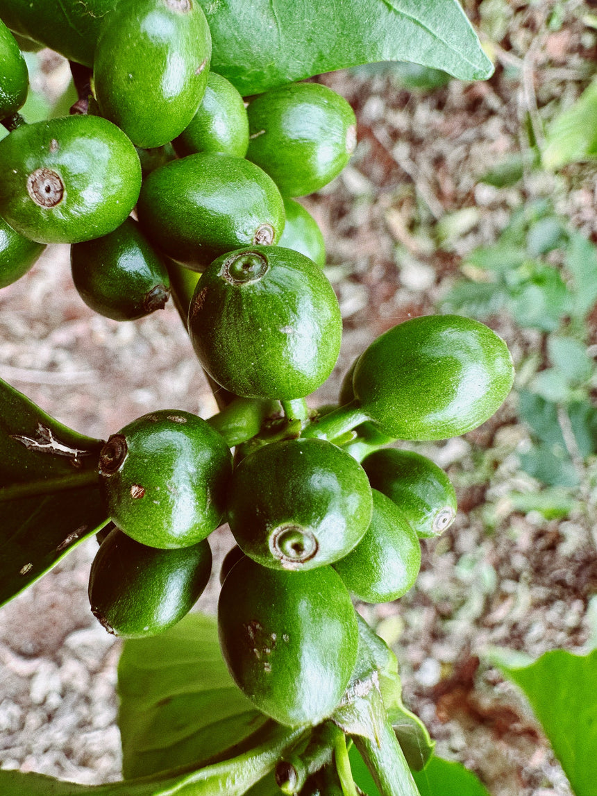 Kenya | Kagumo