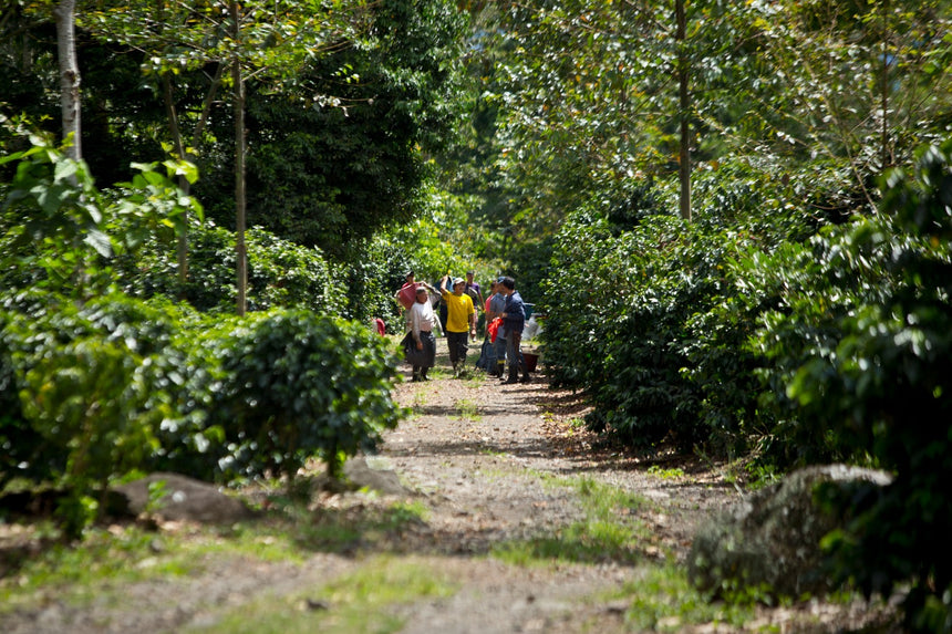 Costa Rica | Aquiares