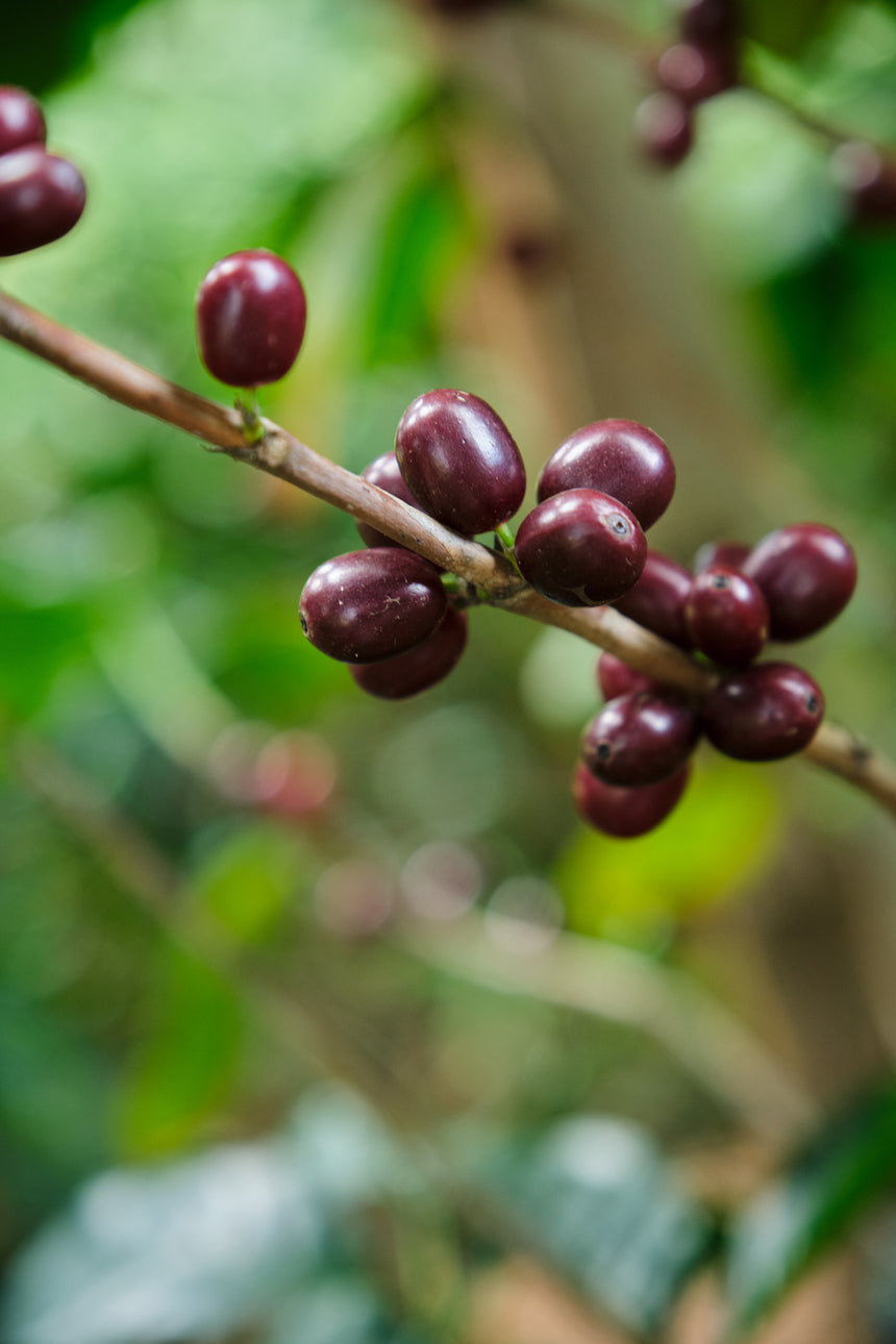Costa Rica | Cerro San Luis