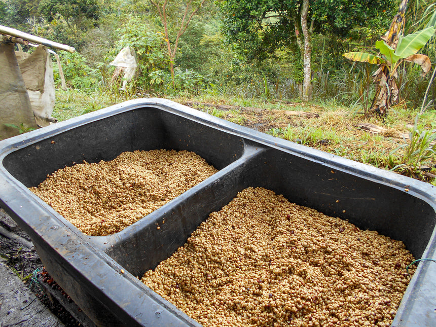 Colombia | Patio Bonito