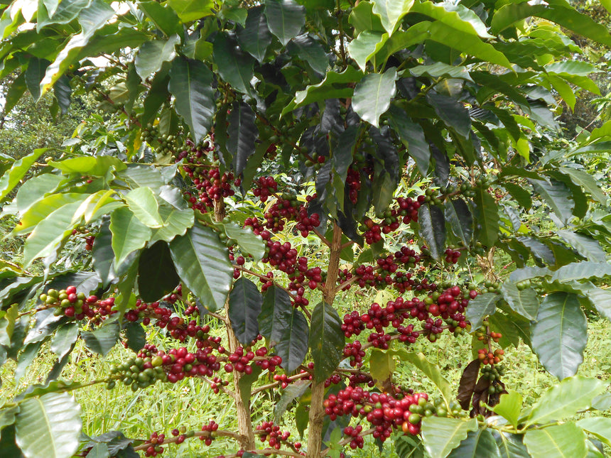 Colombia | Patio Bonito
