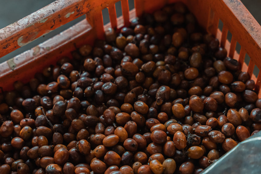 Peru | Gesha (Finca la Naranja)