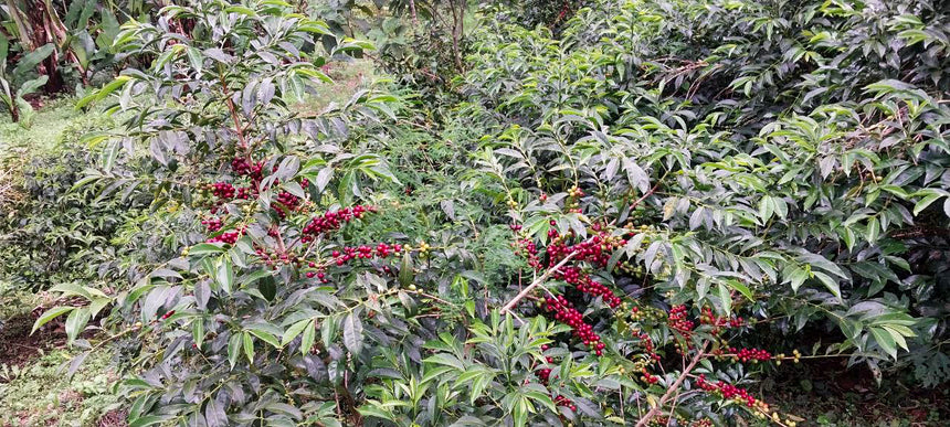 Ethiopia | Halo Beriti