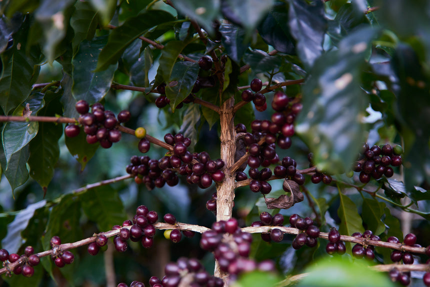 Guatemala | Waykan