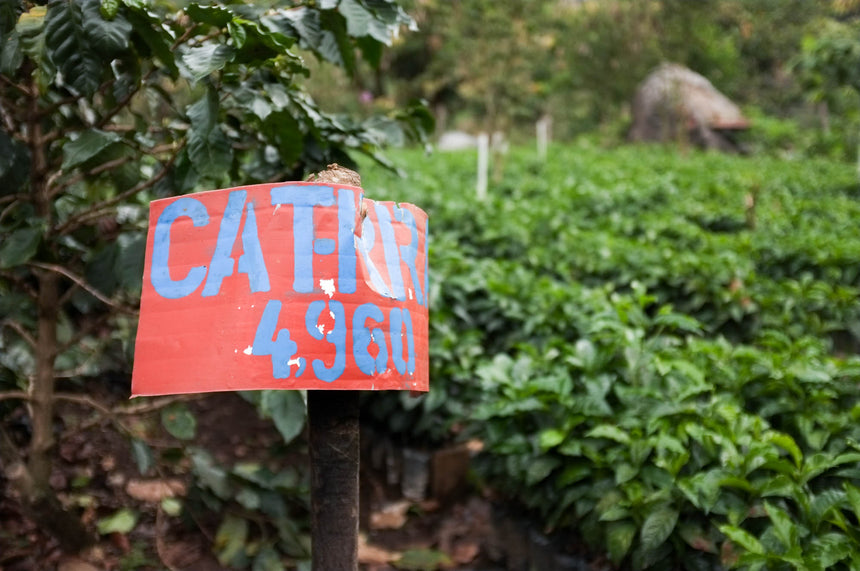 Guatemala | Finca La Bolsa