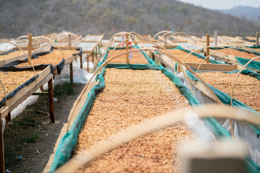 Peru | Gesha (Finca la Naranja)