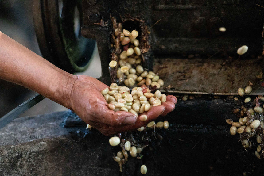 Peru | Gesha (Finca la Naranja)