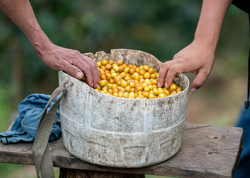 Peru | Gesha (Finca la Naranja)