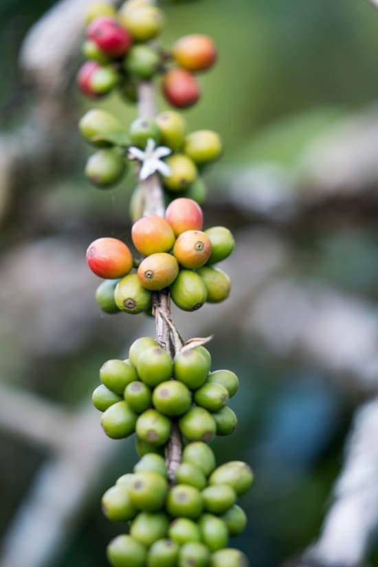 Indonesia | Sumatra Putra Gayo