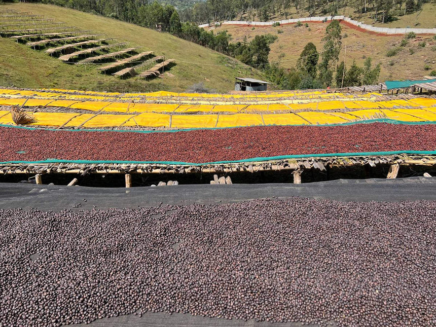 Ethiopia | Sidamo Bombe