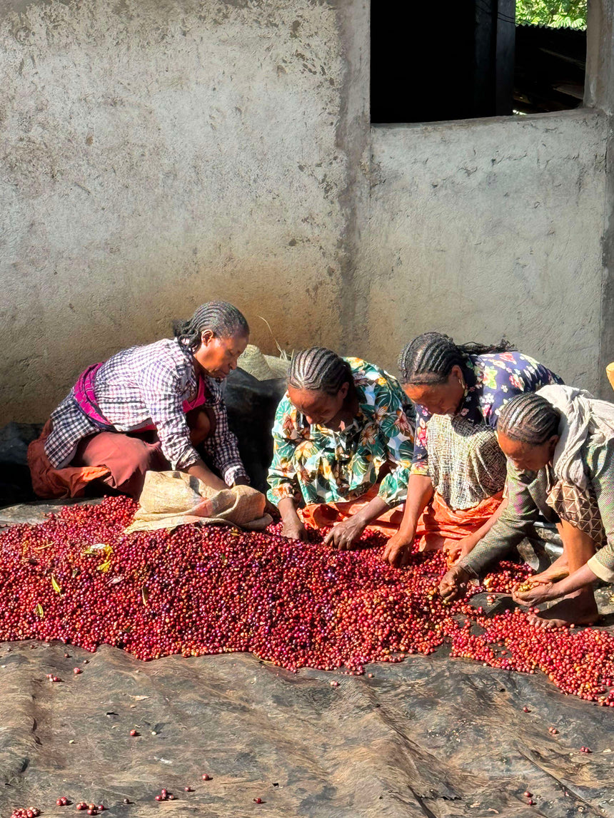 Ethiopia | Amederaro Konga