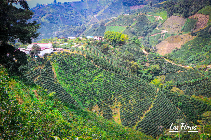 Colombia | Finca Las Flores