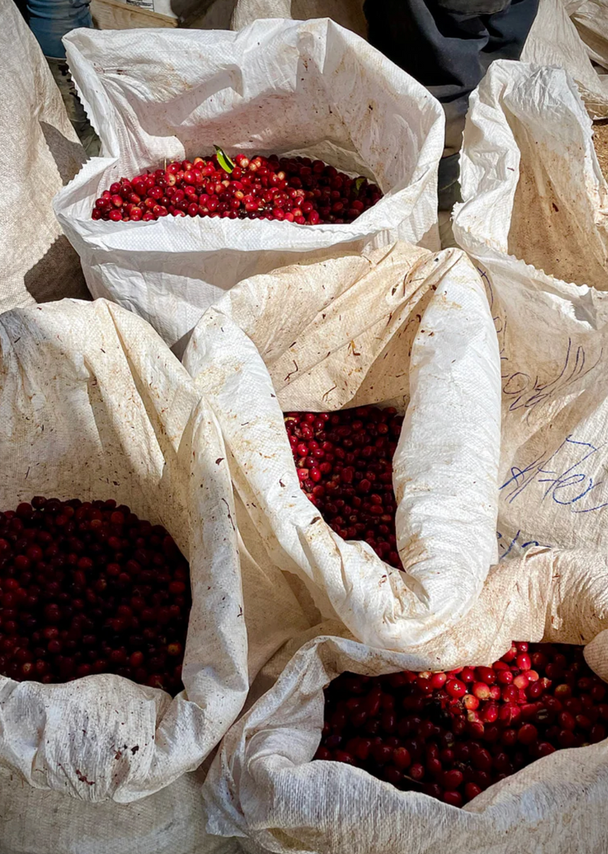Panama Geisha | Finca Deborah