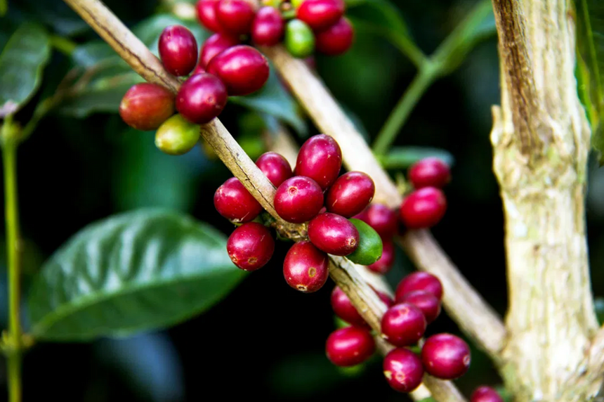 Panama Geisha | Finca Deborah