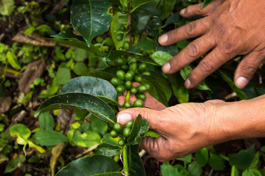 Panama Geisha | Finca Deborah