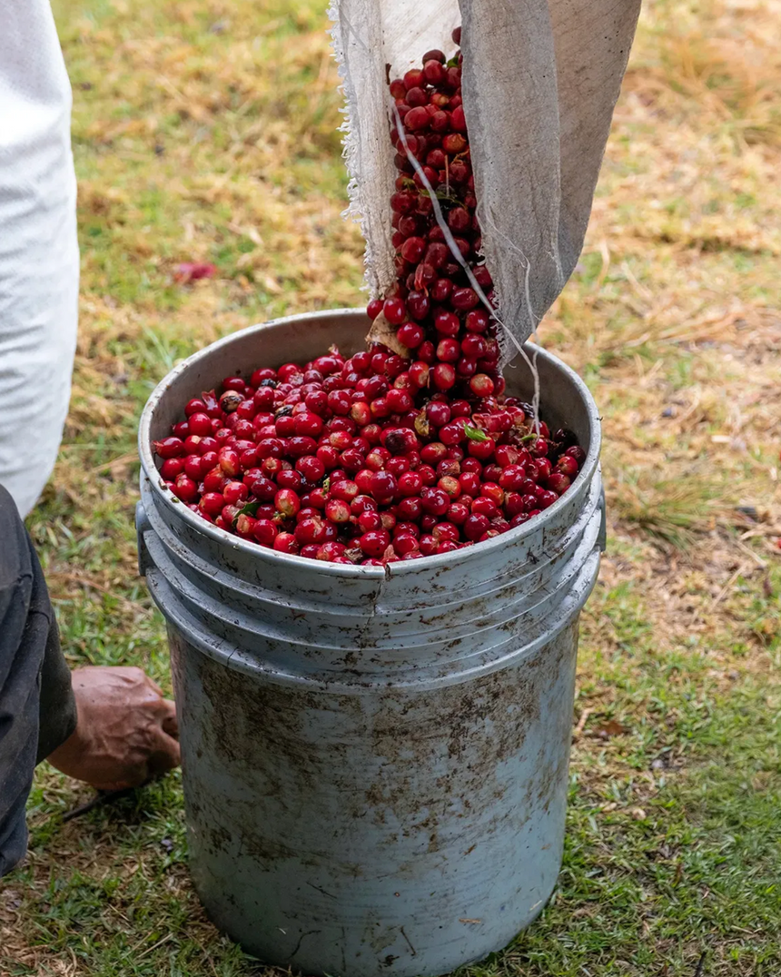 Panama Geisha | Finca Deborah