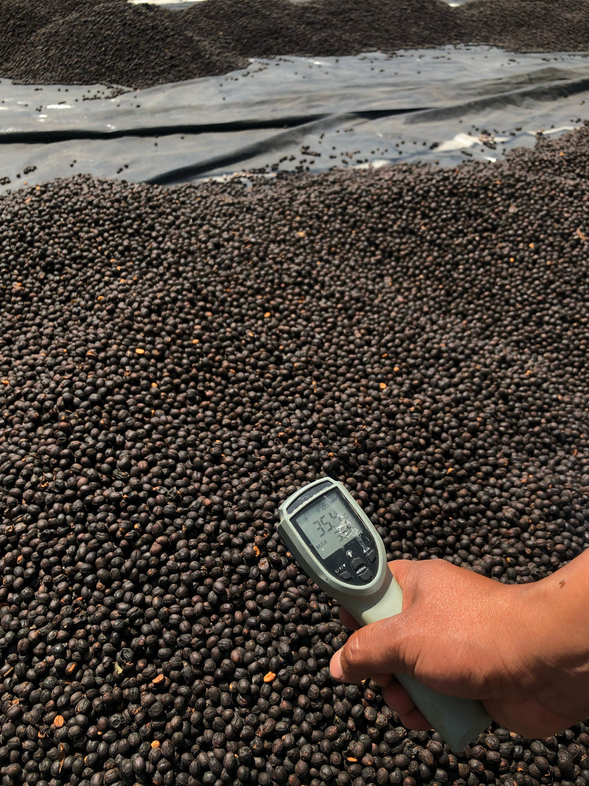 Guatemala | Finca Pampojilá