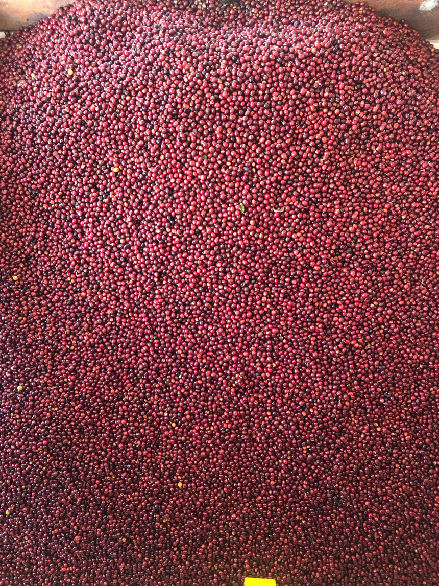 Guatemala | Finca Pampojilá