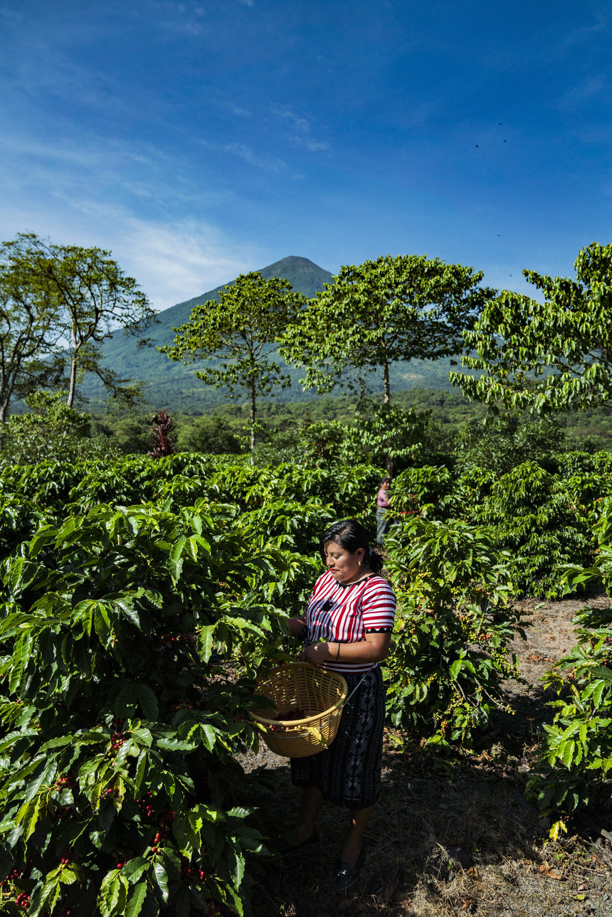 Guatemala | Finca Pampojilá