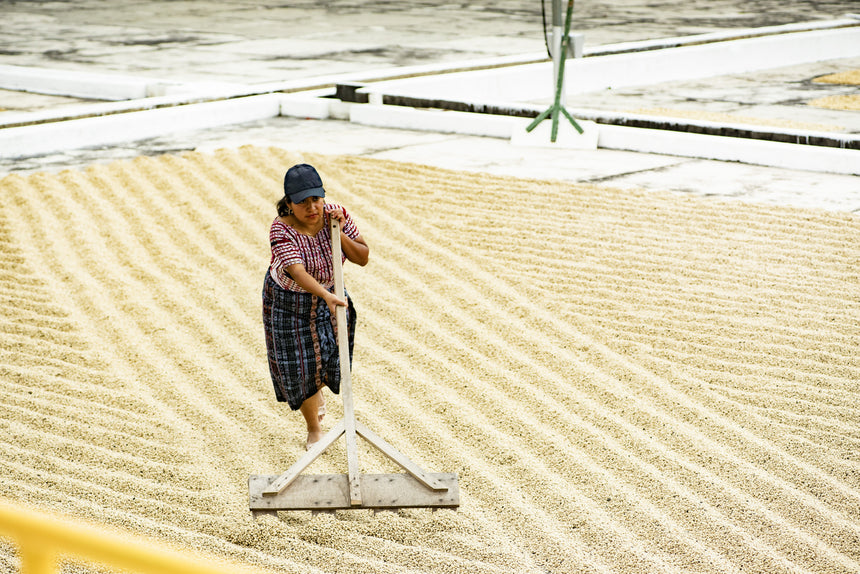 Guatemala | Finca Pampojilá