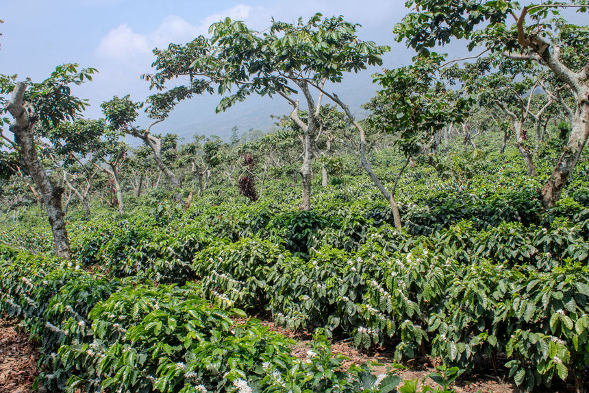 Guatemala | Finca Pampojilá
