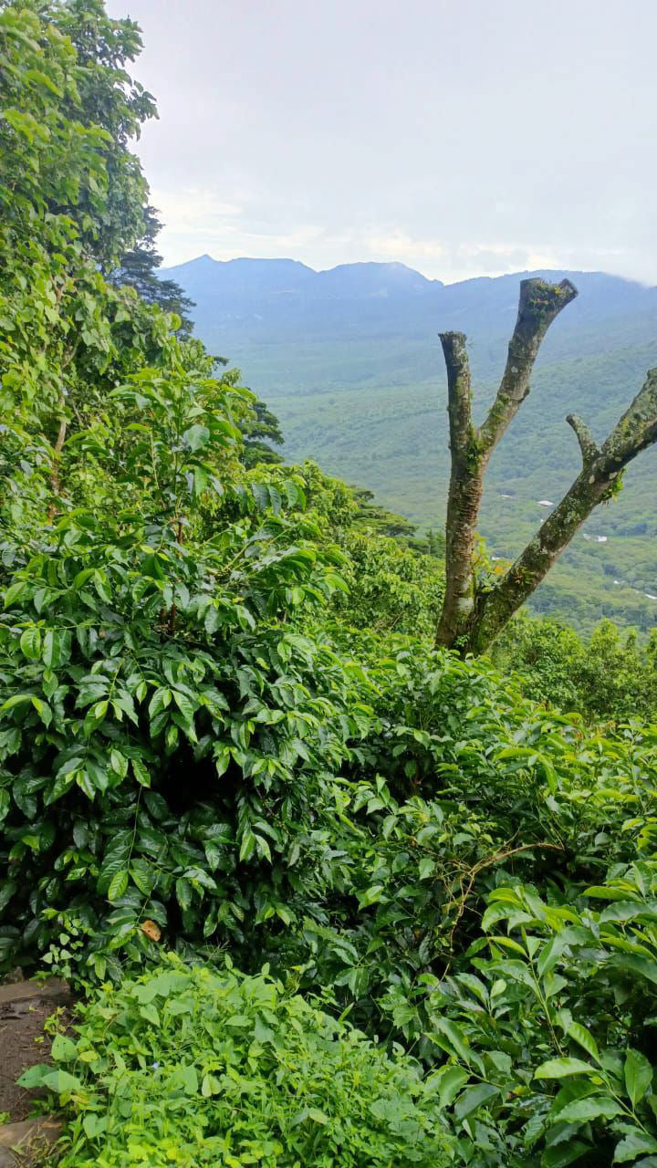 El Salvador | Finca Los Naranjos