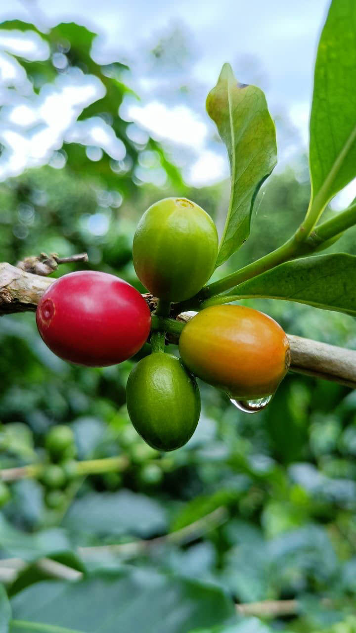 El Salvador | Finca Los Naranjos