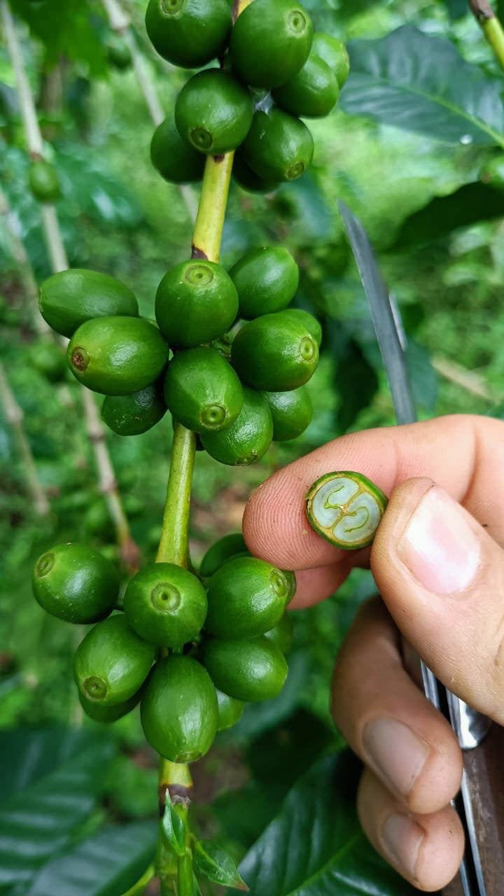 Brazil | Fazenda Bela Época