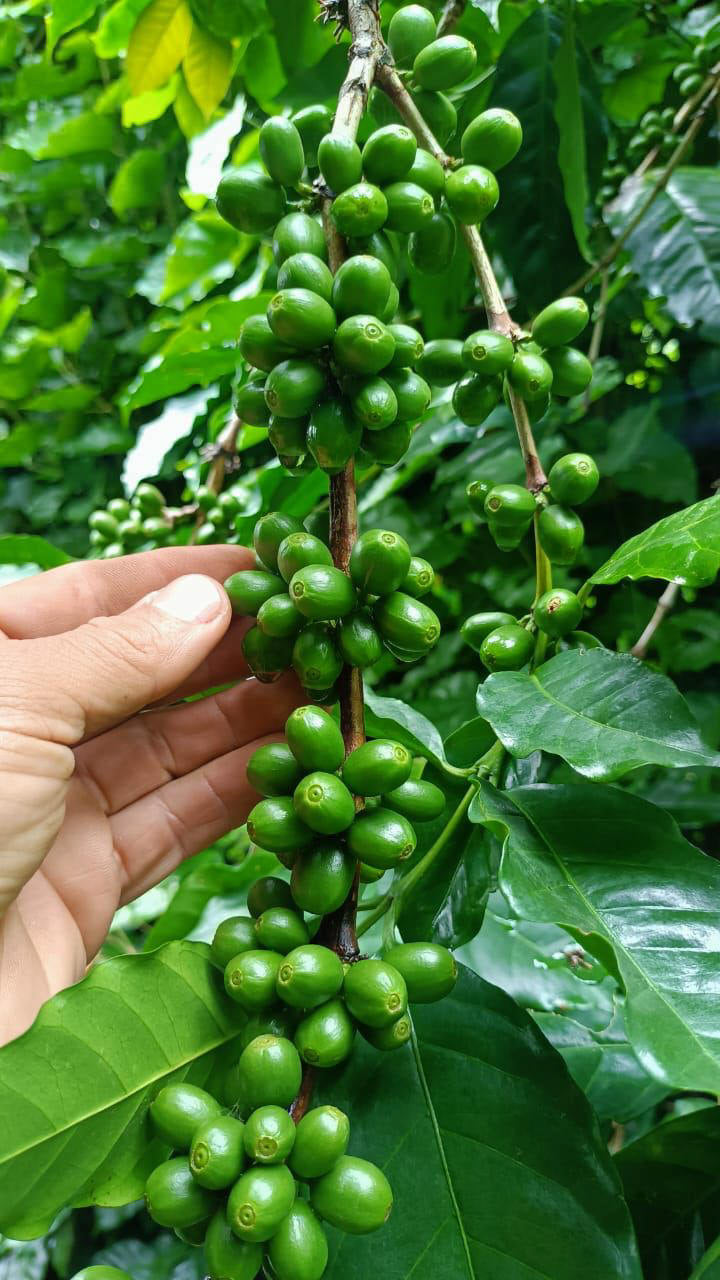 El Salvador | Finca Los Naranjos