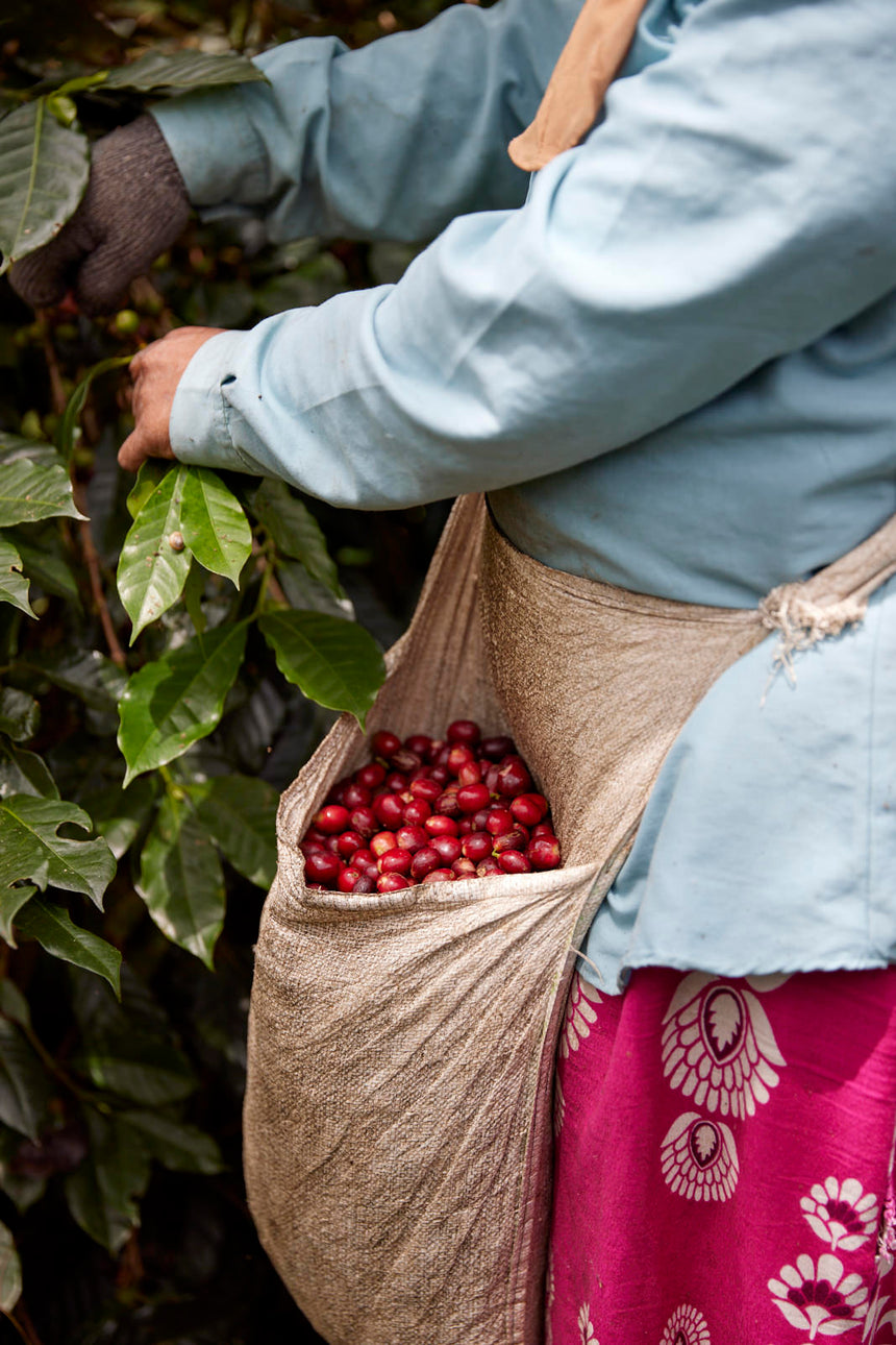 Brazil | Fazenda Bela Época