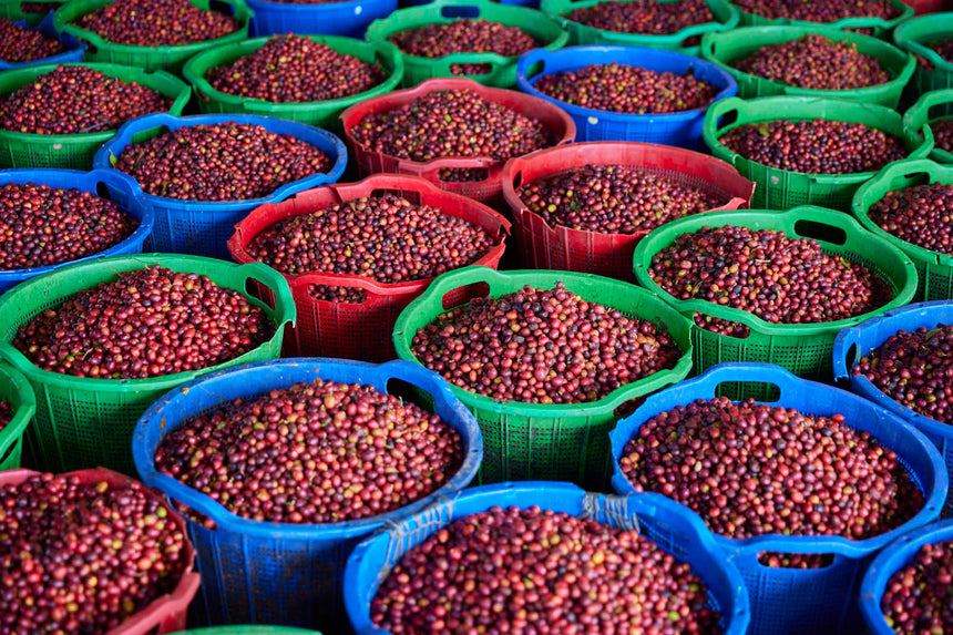 Indonesia | Asman Gayo