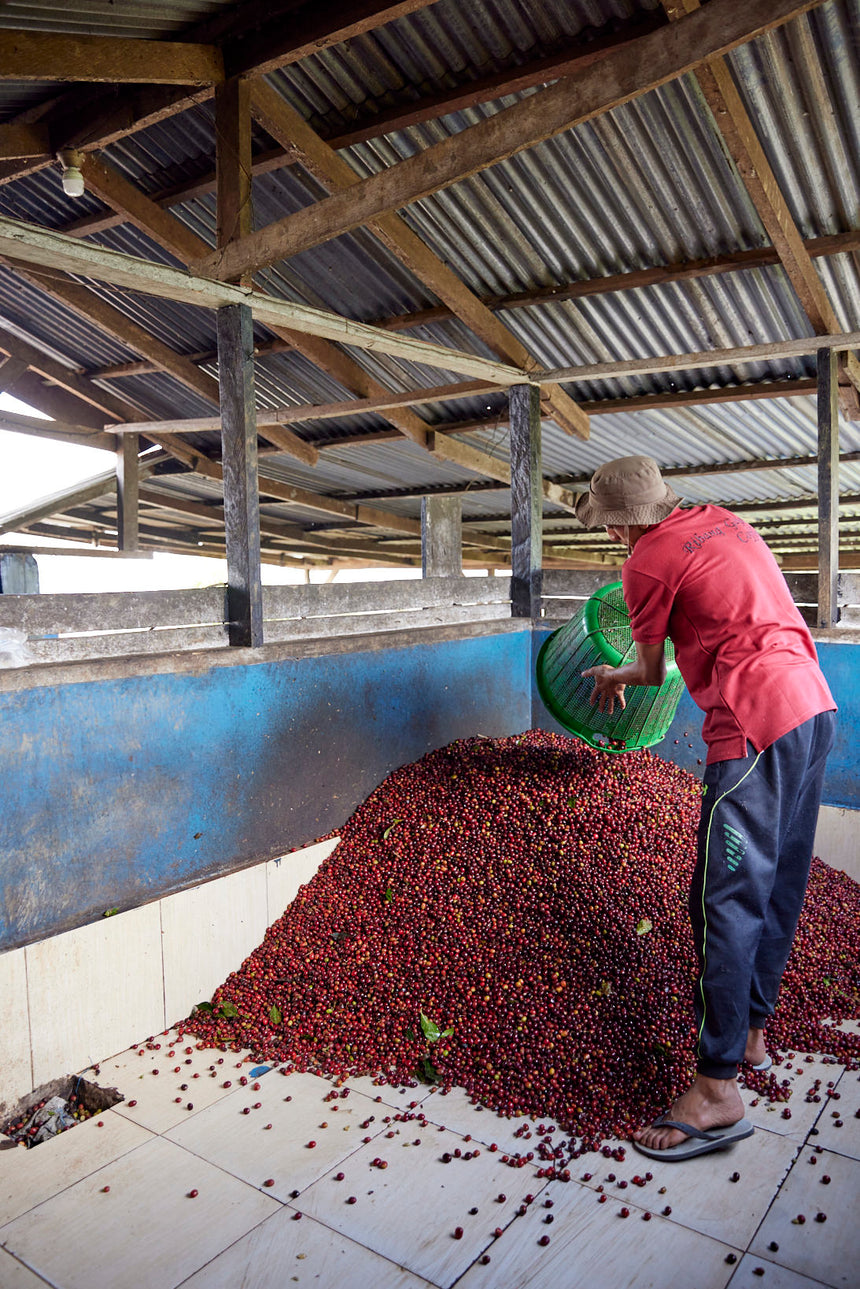 Indonesia | Asman Gayo