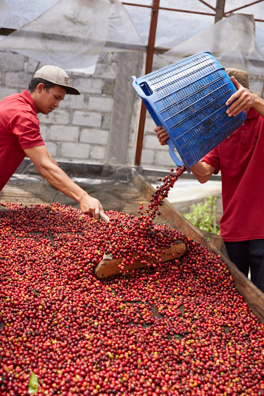 Indonesia | Asman Gayo