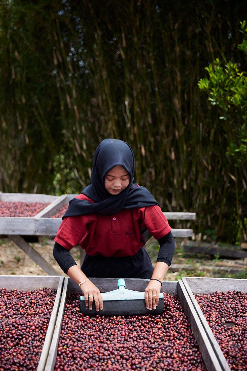 Indonesia | Asman Gayo
