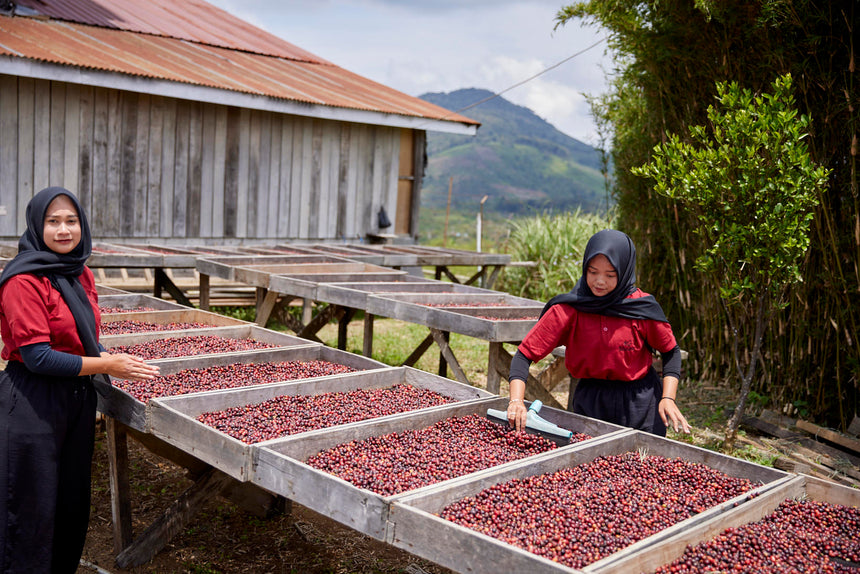 Indonesia | Asman Gayo