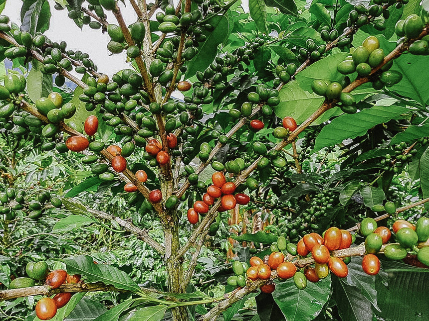 Colombia | El Diviso Sidra