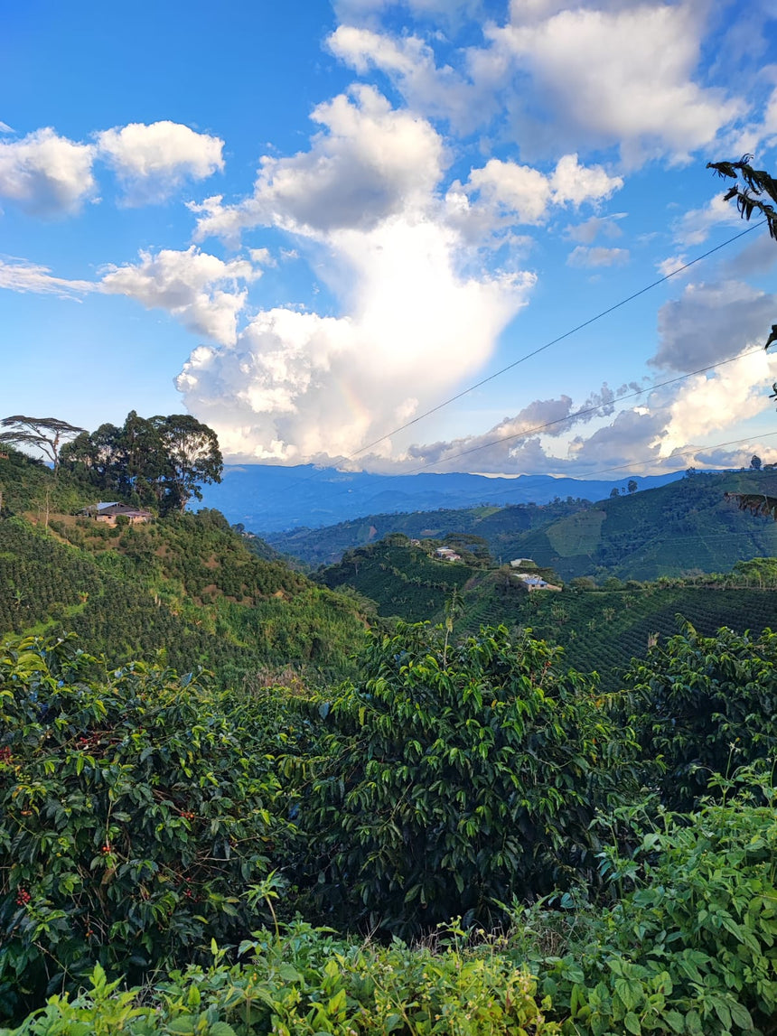 Colombia | Finca Las Flores