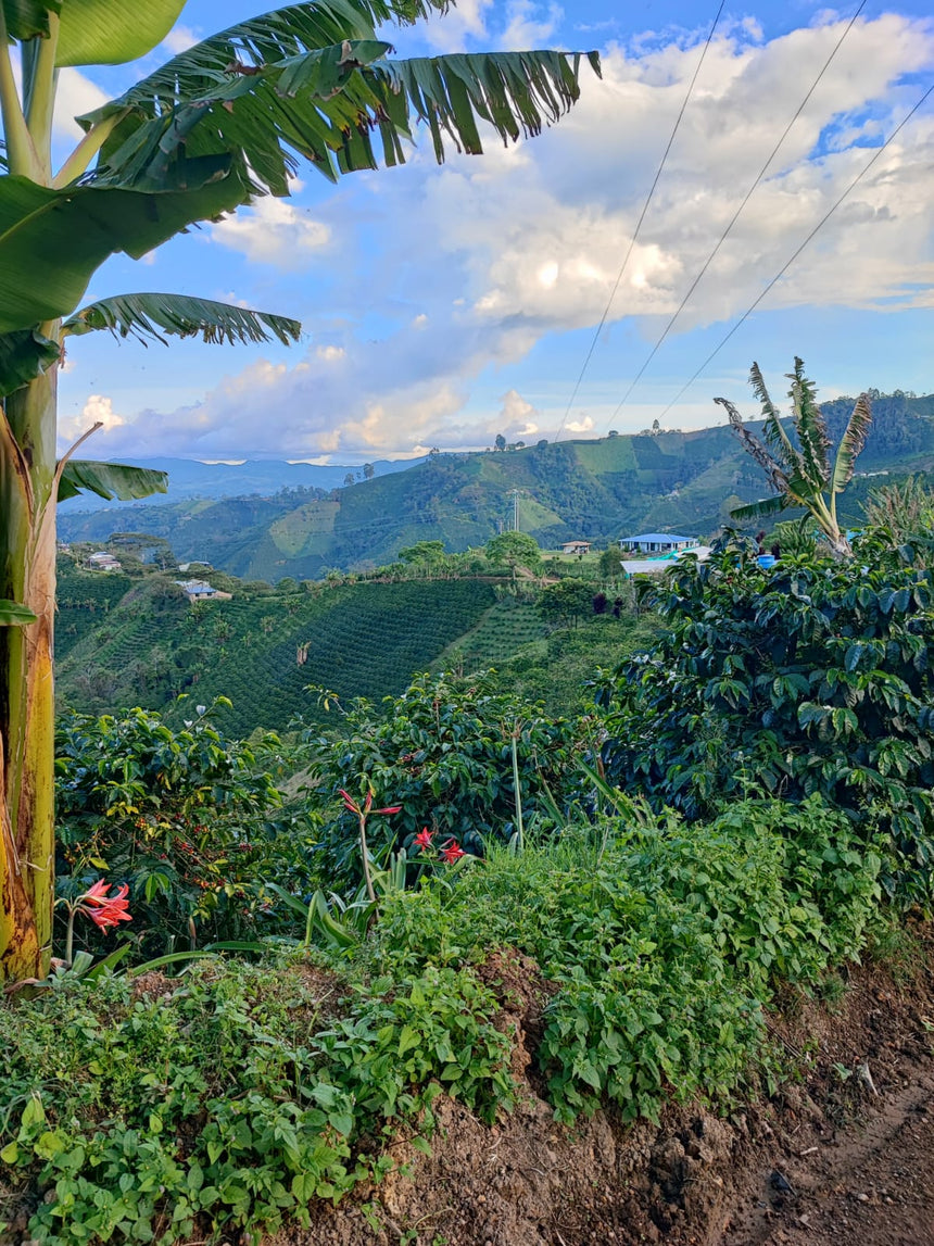 Colombia | Finca Las Flores