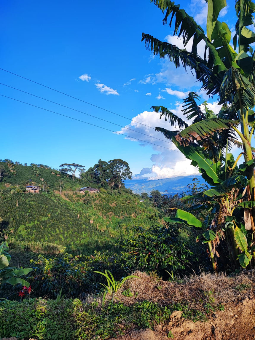 Colombia | Finca Las Flores