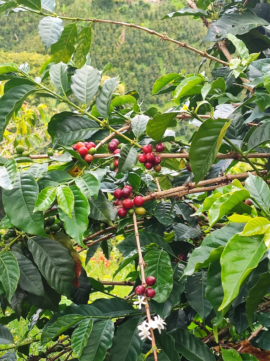 Colombia | Finca Las Flores